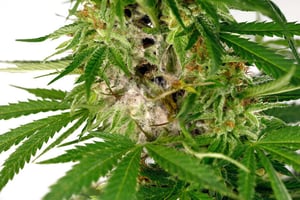 Blue Dream Feminized Cannabis Seeds